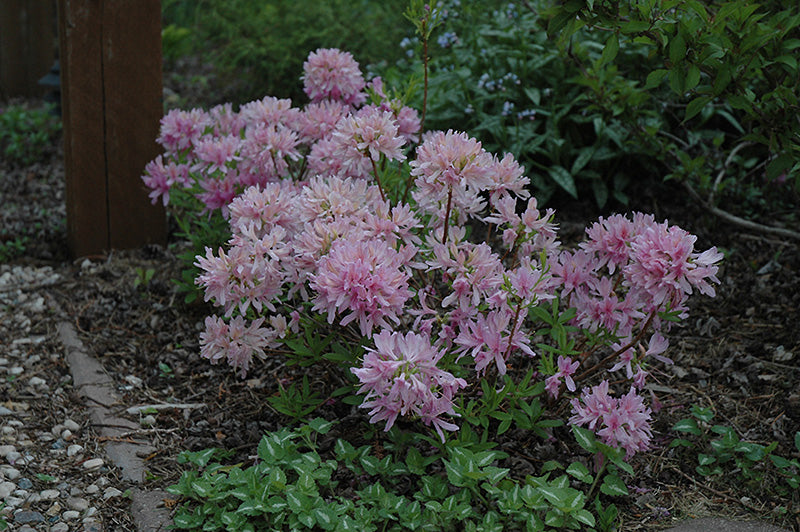 Azalea 'Western Lights'