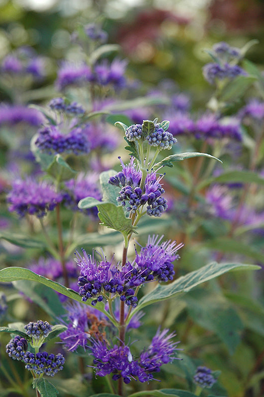 Caryopteris 'Dark Knight'