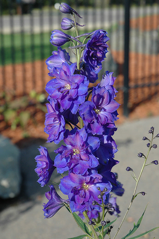 Delphinium 'Pagan Purples'