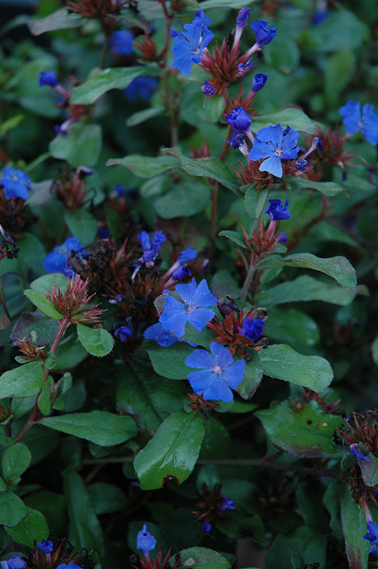 Ceratostigma plumbagnoides
