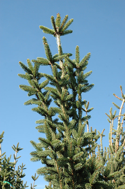 Picea abies 'Cupressina'