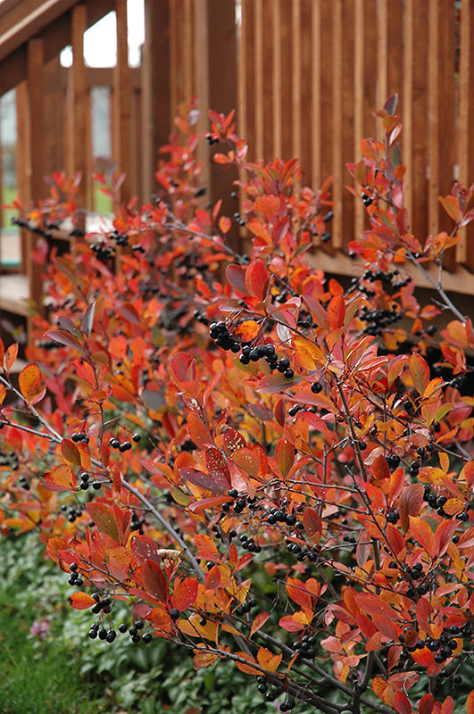 Aronia melanocarpa 'Autumn Magic'