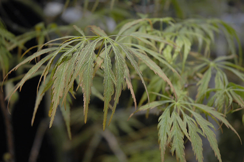 Acer palmatum dissectum 'Crimson Princess'