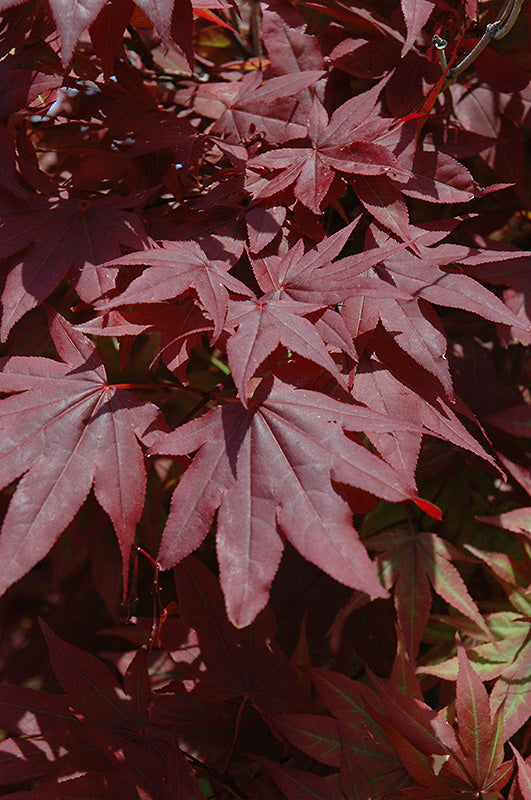 Acer palmatum 'Oshio Beni'