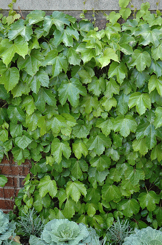 Parthenocissus tri. 'Vietchii'