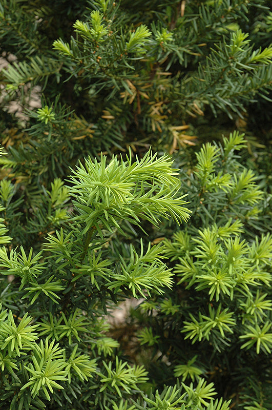 Taxus media 'Hicksii'