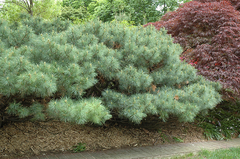 Pinus strobus 'Nana'