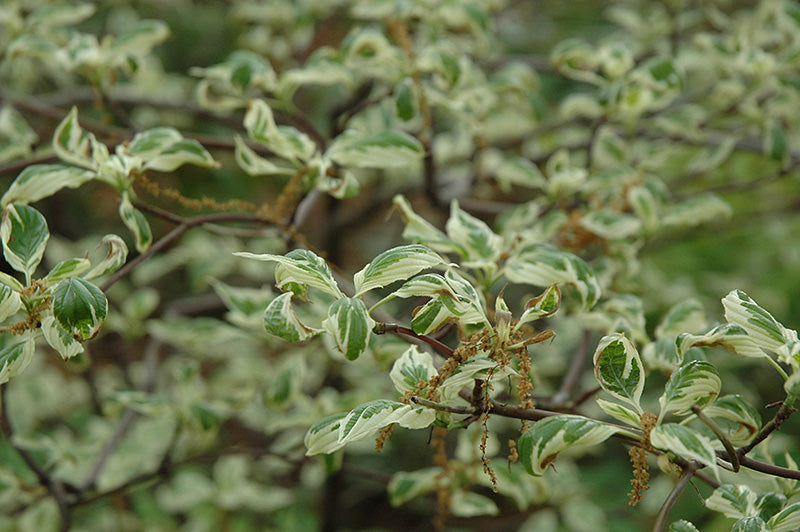 Cornus alternifolia 'Variegata'