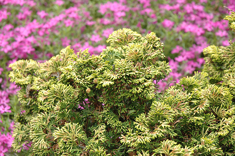 Chamaecyparis obtusa 'Verdoni'