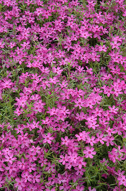 Phlox subulata 'Crimson Beauty'