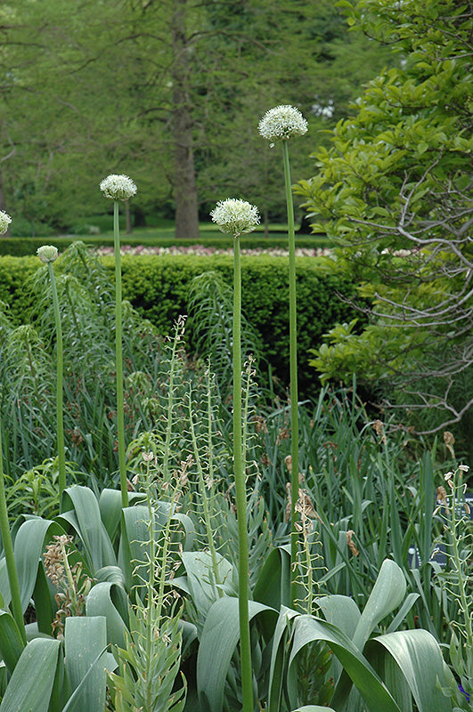 Allium stipitatum 'White Giant'