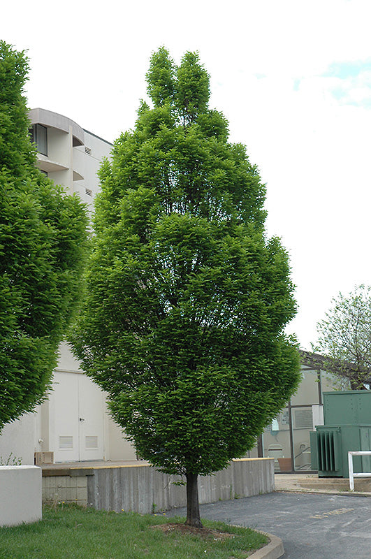 Carpinus betulus 'Fastigiata'