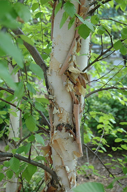 Betula nigra 'Cully'