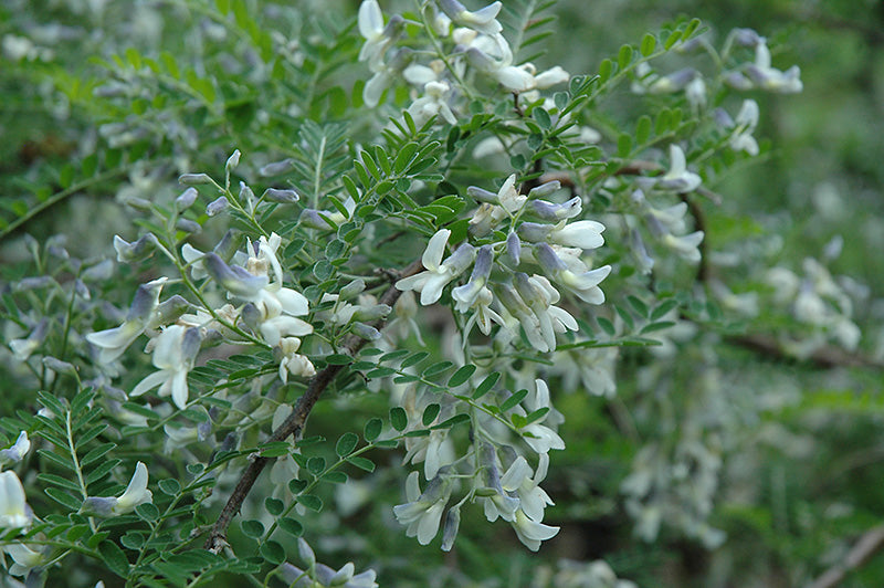 Sophora davidii