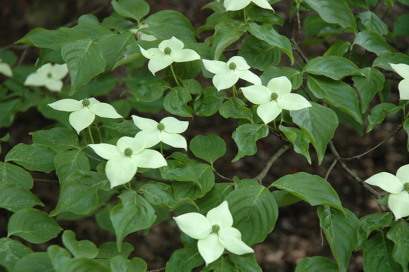 Cornus kousa 'Blue Ray'