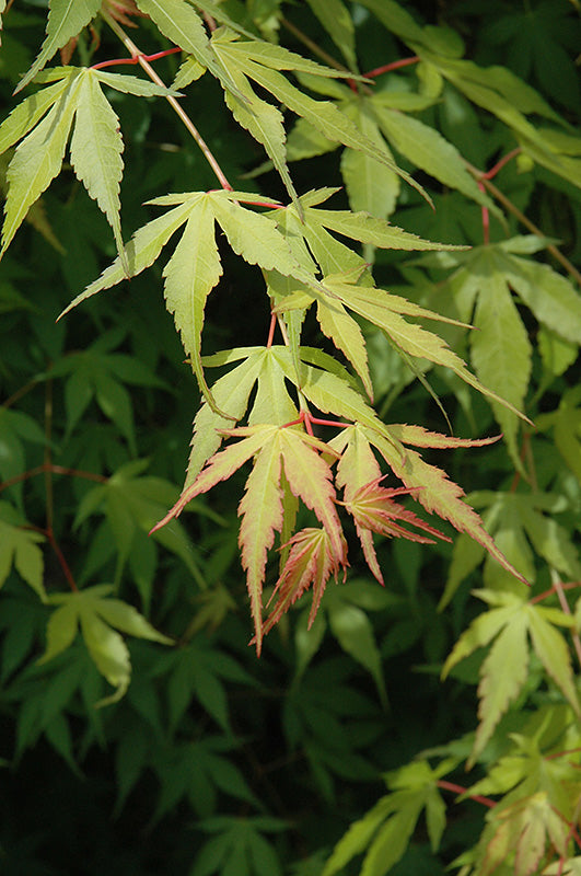 Acer palmatum 'Katsura'