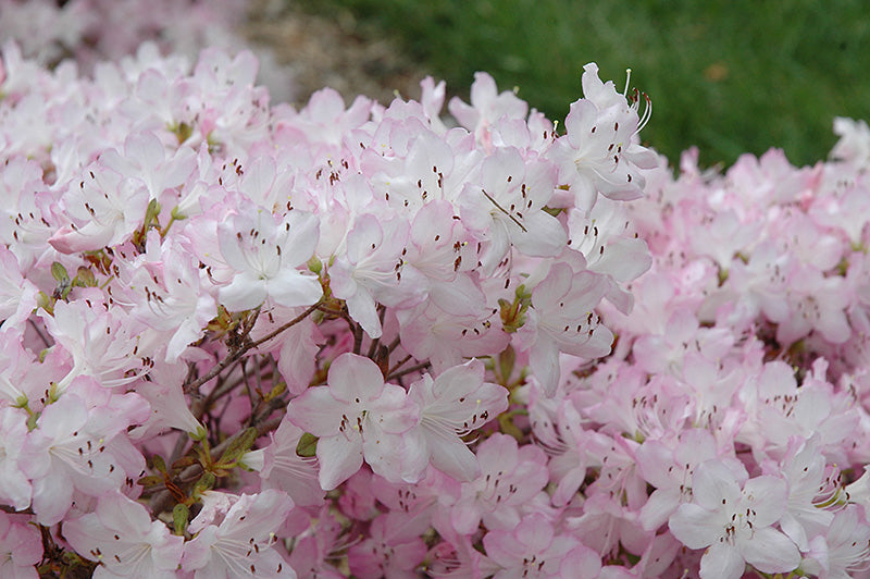 Rhododendron 'Bubblegum'