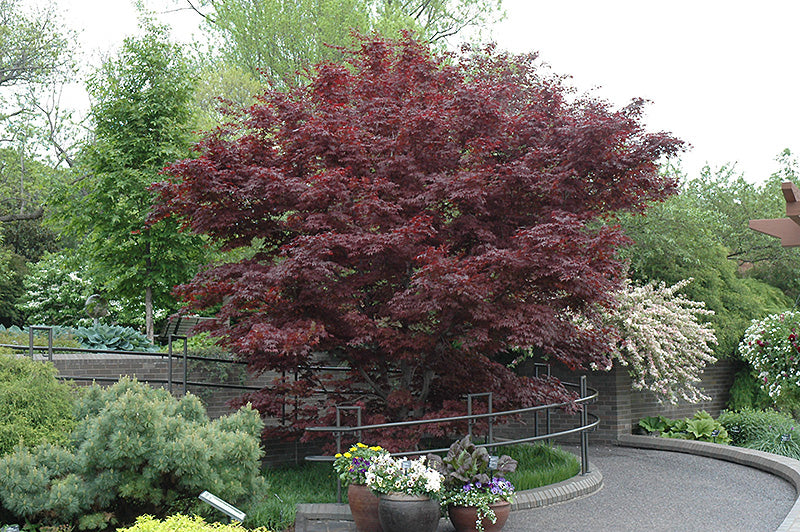 Acer palmatum 'Bloodgood'