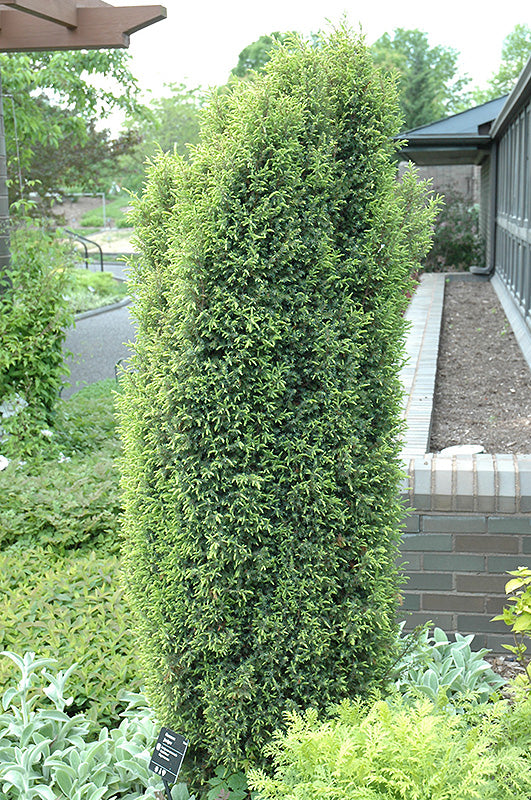 Juniperus communis 'Gold Cone'