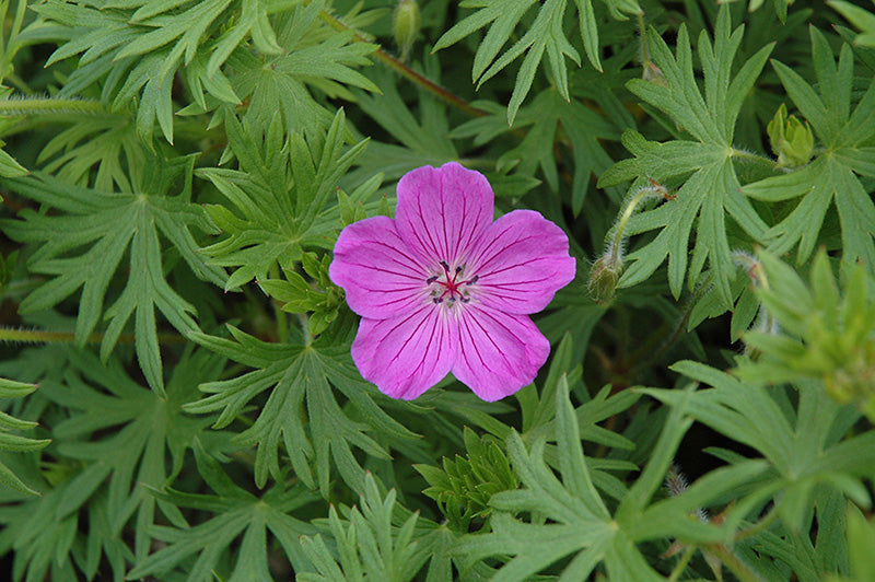 Geranium 'Tiny Monster'