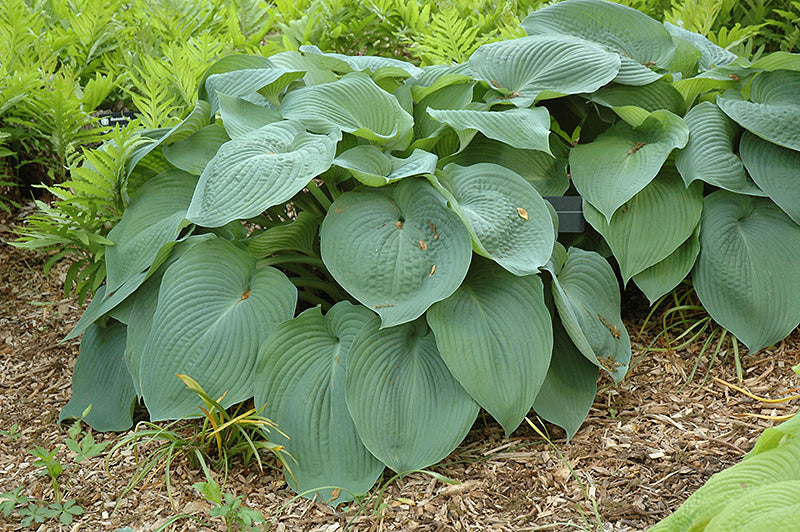 Hosta 'Big Daddy'