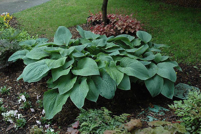 Hosta 'Blue Mammoth'