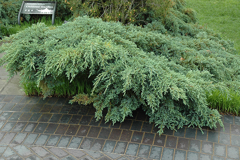 Juniperus squamata 'Blue Carpet'