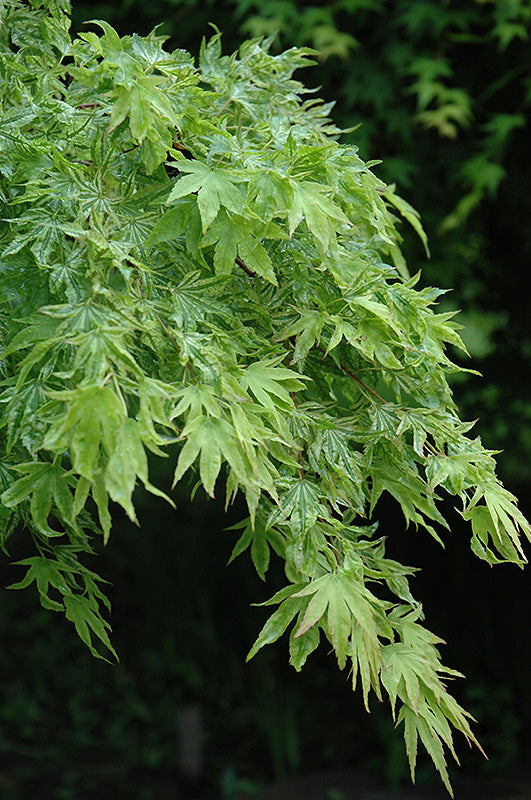 Acer palmatum 'Higasa Yama'