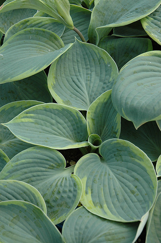 Hosta 'Tokudama Flavocirin'