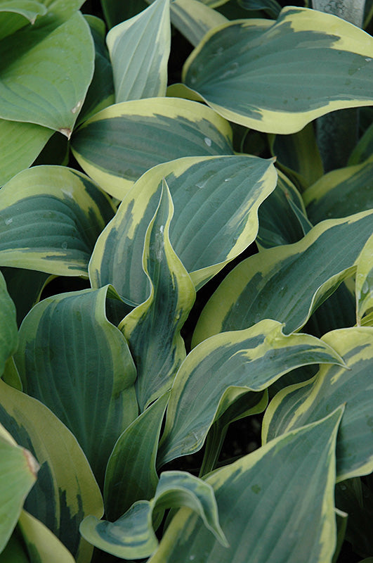 Hosta 'Wolverine'