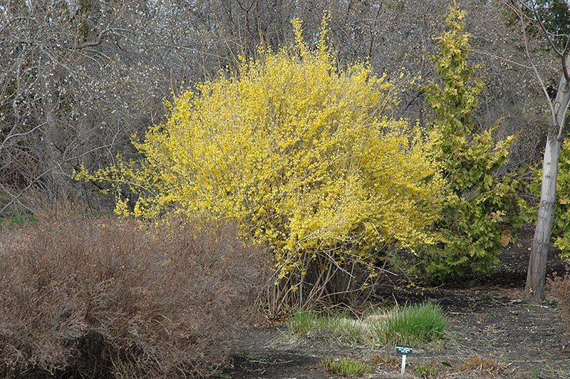 Forsythia 'Northern Gold'