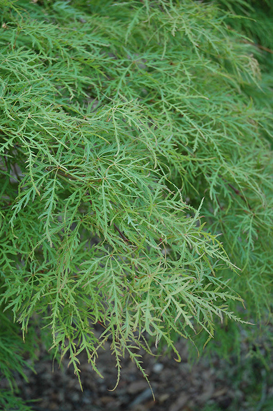 Acer palmatum dissectum 'Waterfall'