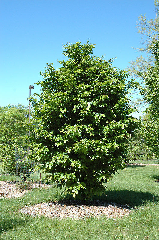 Parrotia persica 'Vanessa'