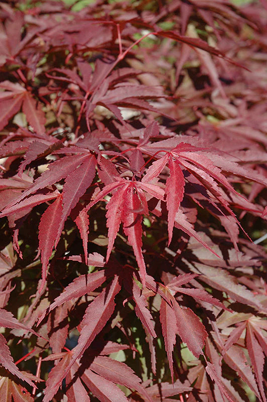 Acer shirasawanum 'Red Dawn'