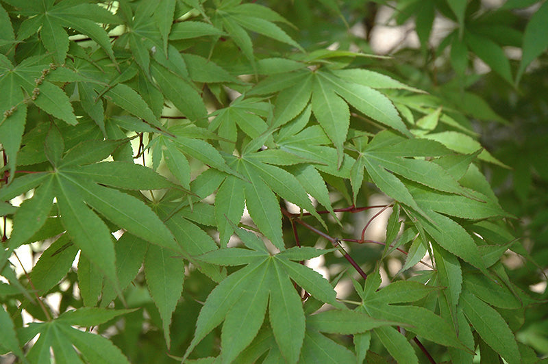 Acer palmatum 'Osakazuki'