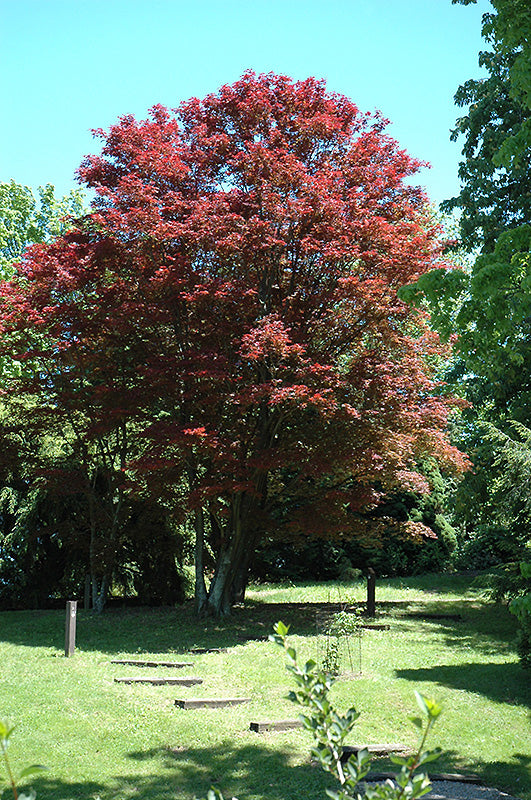 Acer palmatum 'Atropurpureum'