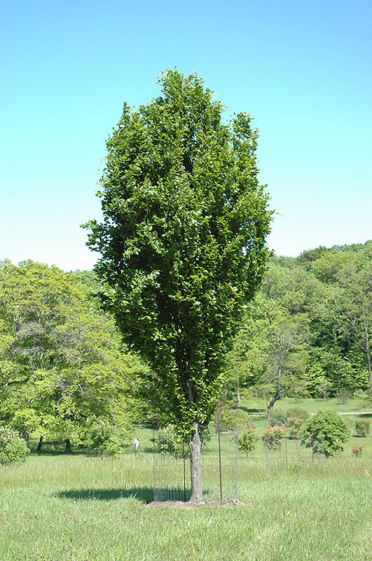 Fagus sylvatica 'Dawyck'