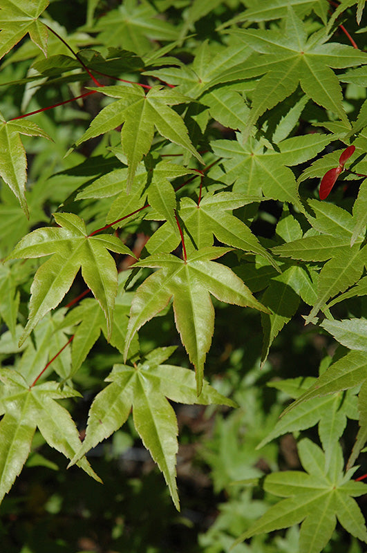 Acer palmatum 'Shin Deshojo'