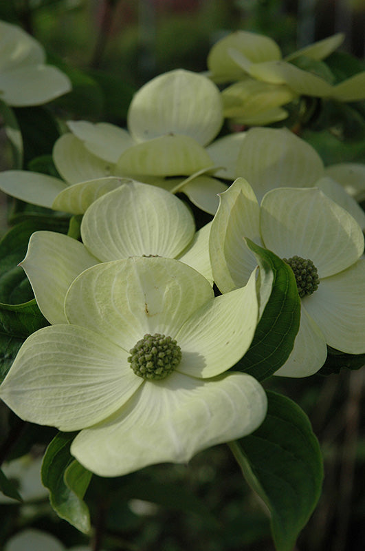 Cornus x rutgersensis 'Galaxy'