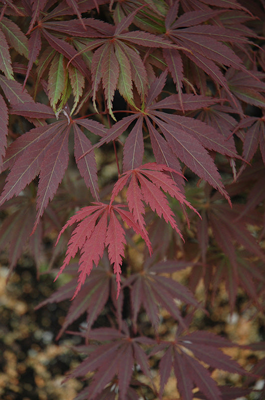 Acer palmatum 'Burgundy Lace'