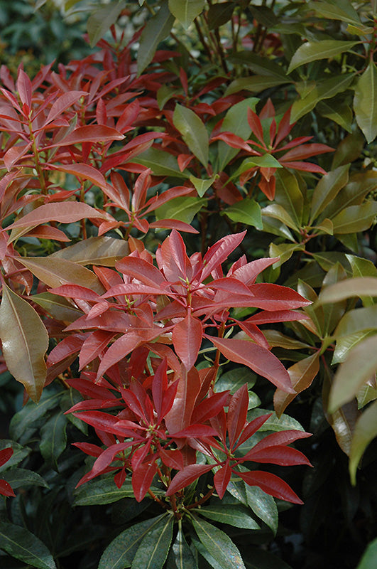 Pieris japonica 'Mountain Fire'