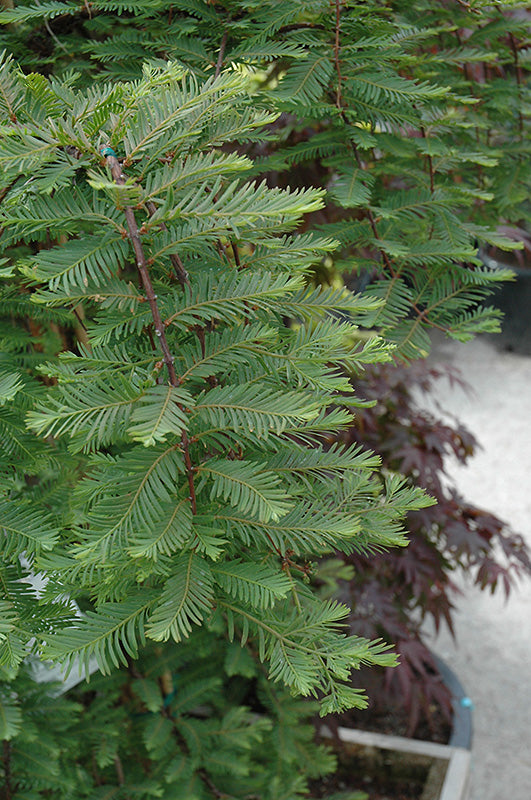 Metasequoia glyptostroboides 'Miss Grace'