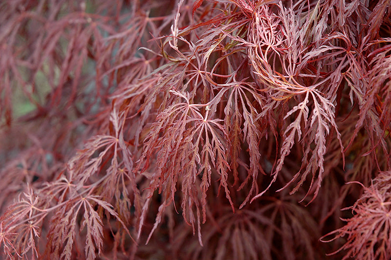 Acer palm. dis. 'Crimson Queen'
