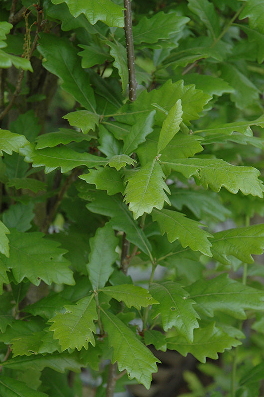 Quercus robur 'Regal Prince'