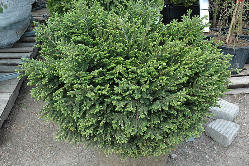 Picea orientalis 'Bergman's Gem'