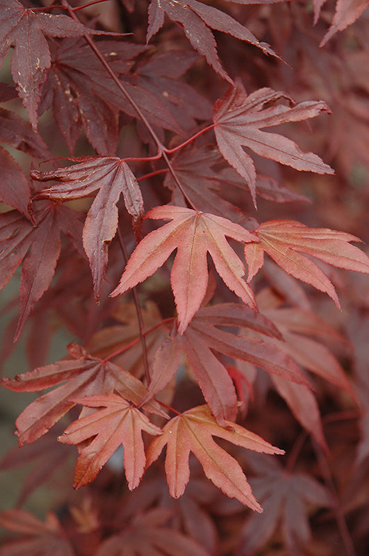 Acer palmatum 'Fireglow'