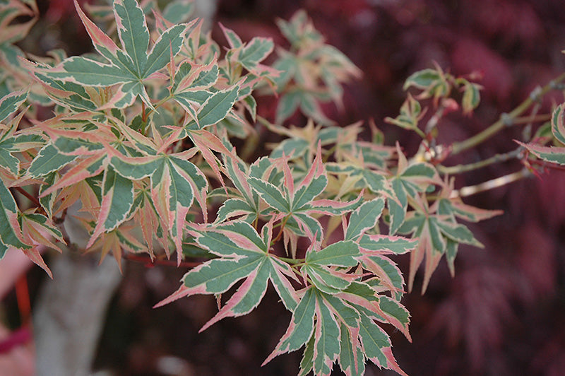 Acer palmatum 'Beni Schichihenge'