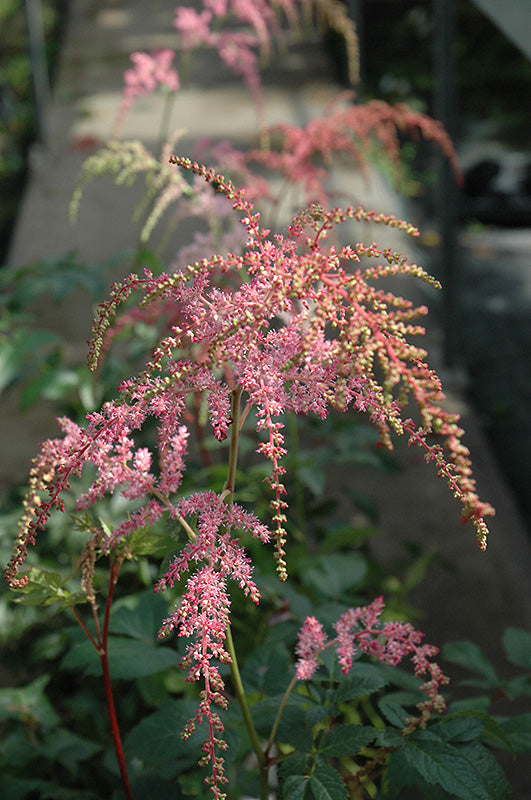 Astilbe thunbergii 'Ostrich Plume'