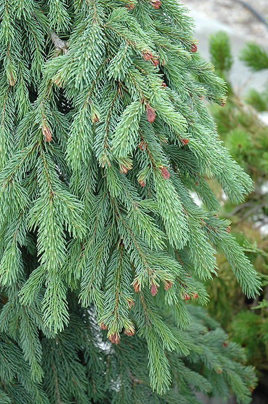 Picea glauca 'Pendula'