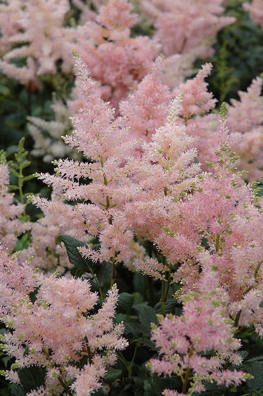 Astilbe japonica 'Peach Blossom'